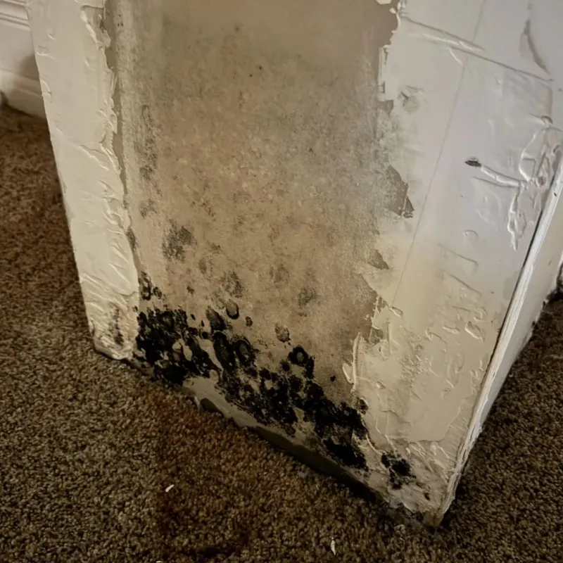 Professional Mold Removal in Clarksville, TN